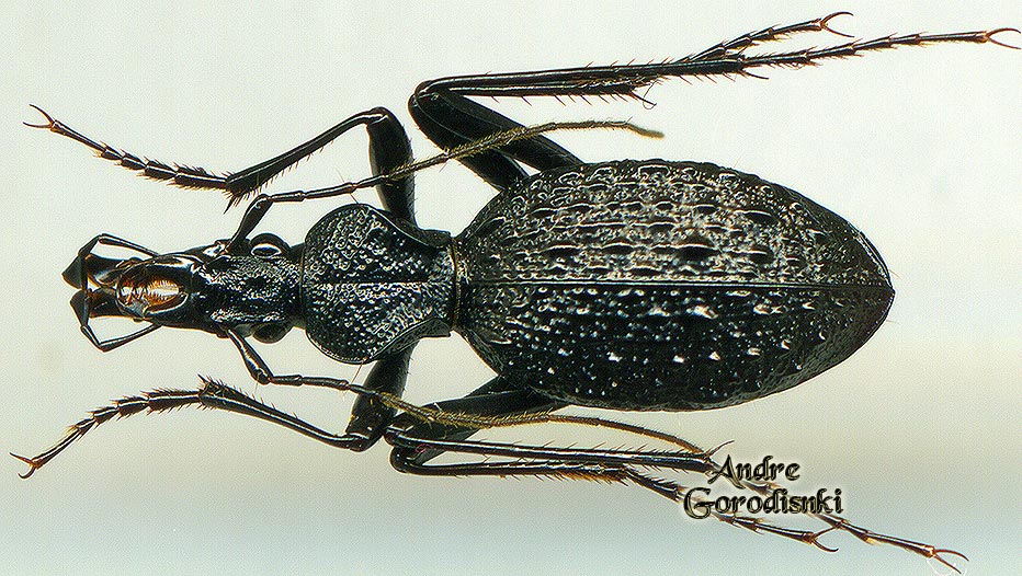 http://www.gorodinski.ru/carabidae/Cychrus boulbeni.jpg